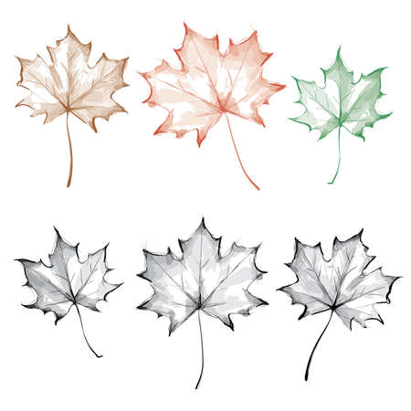 Hand drawn maple leafのイラスト素材