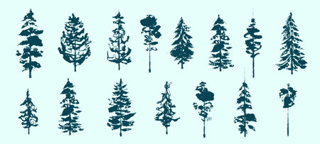 illustration with fir trees set isolated on white backgroundの写真素材