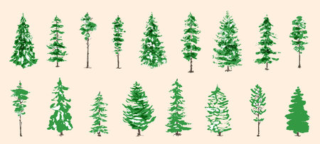 illustration with fir trees set isolated on white backgroundの写真素材