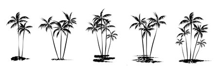 Palm trees. textured ink brush drawingの写真素材