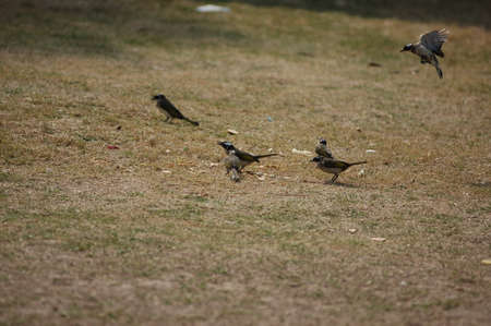 birdsの写真素材