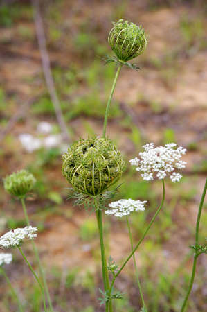 wild flowers