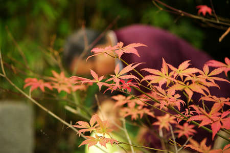 Close up view of maple leaves