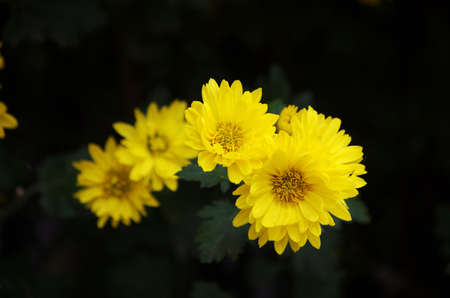 flowersの写真素材