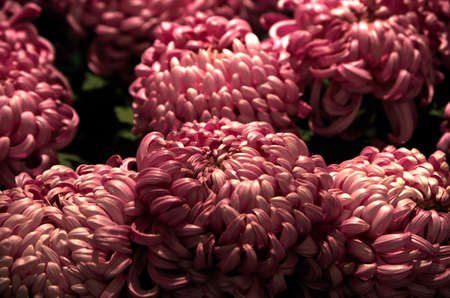 chrysanthemum