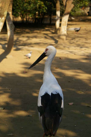 wildlife