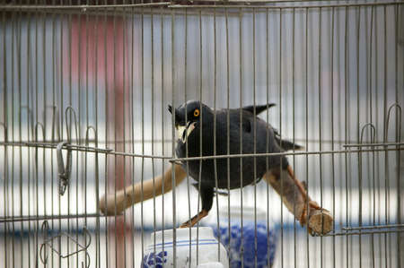 A myna close up