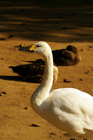 swanの写真素材