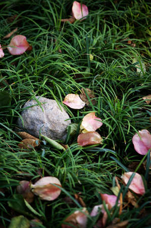 Fallen petals beside a stoneの写真素材