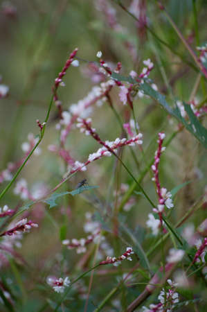 The beauty of the flowerの写真素材