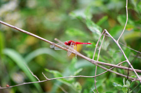 Red dragonflyの写真素材