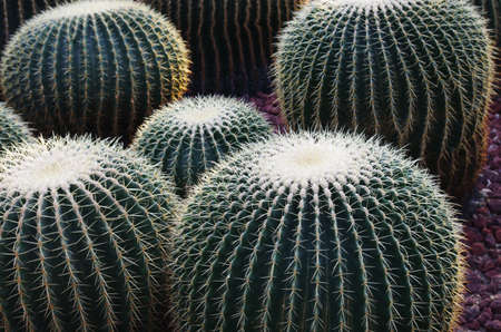 The cactusの写真素材