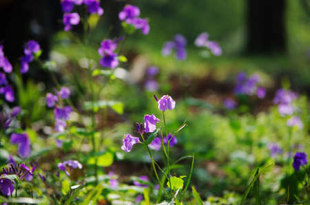 Close up of purple flowersの写真素材