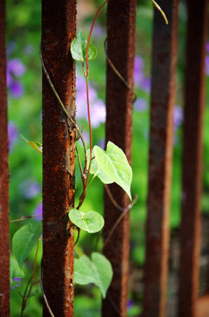 Vine creeper on a rusted gateの写真素材