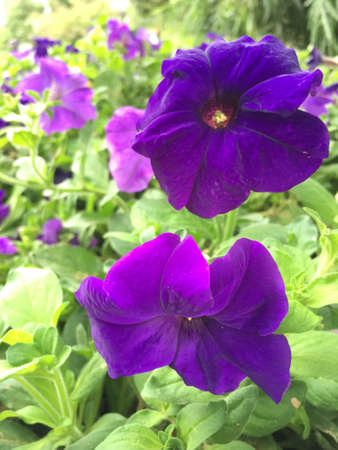 Close up of purple flowersの写真素材