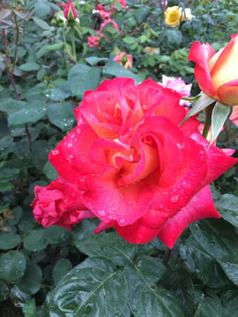 Close up of pink flowerの写真素材
