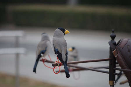 Close up of a birdの写真素材