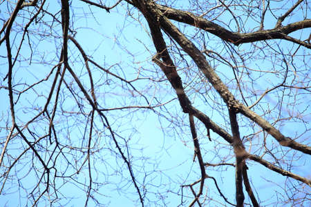 Branch