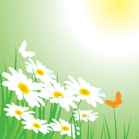 chamomiles on the meadowのイラスト素材