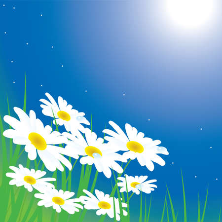 chamomiles on the meadow at nightのイラスト素材