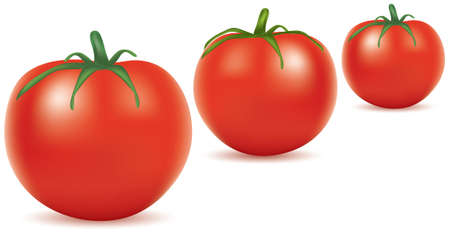 vector illustration of tomatoesのイラスト素材