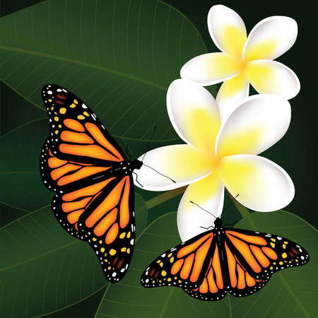 vector frangipani and butterfliesのイラスト素材