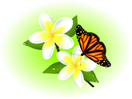 frangipani and butterflyのイラスト素材