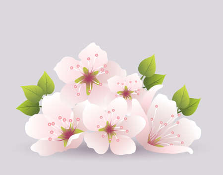 vector cherry flowersのイラスト素材