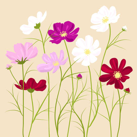 vector floral background -  cosmos flowersのイラスト素材