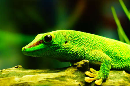 Green Lizardの写真素材