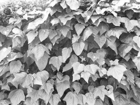 Color image of hederanariensis leavesのイラスト素材