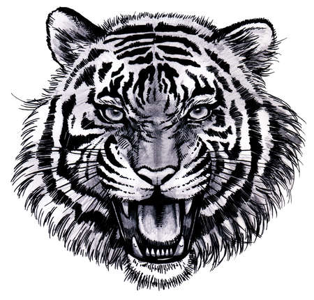 Illustration of a tiger's face barking with its mouth openのイラスト素材