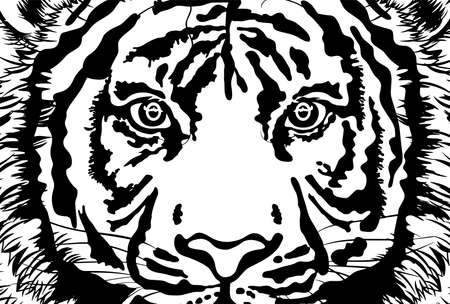 Black-and-white illustration of a close-up tiger's face "postcard template"のイラスト素材