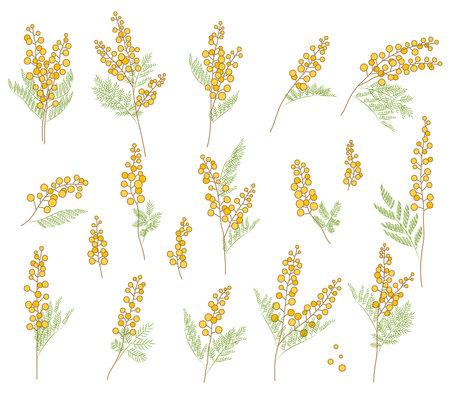 Mimosa flower illustration set. This is a simple color illustration.のイラスト素材