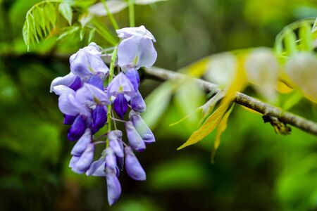 Stock Photo - Wisteria Purple Plant Background Floral Leg of Cottage Rattan Purple Flower Purple Flower Purple Flower Zhu Teng Desktop Wallpaperの写真素材