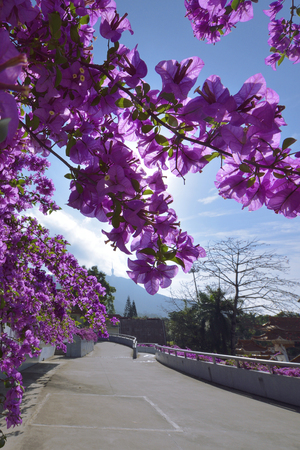 Sunny sky blue sky and white cloudsの写真素材