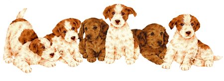 dog-19の写真素材