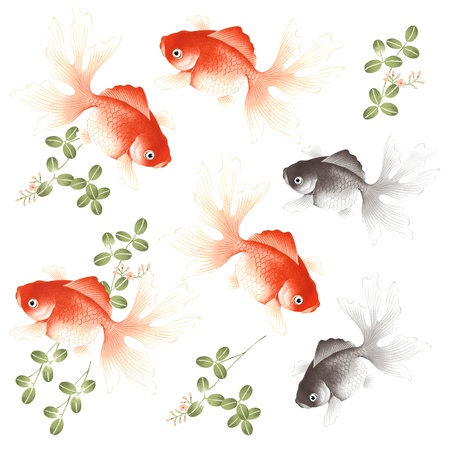 goldfish,の写真素材