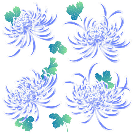 Japanese style Chrysanthemum flowerのイラスト素材