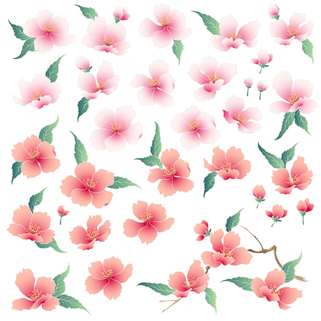 Japanese style cherry blossom illustration,のイラスト素材