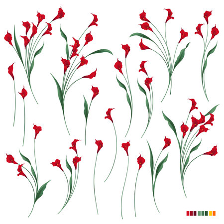 I drew a beautiful and elegant calla lily ,のイラスト素材
