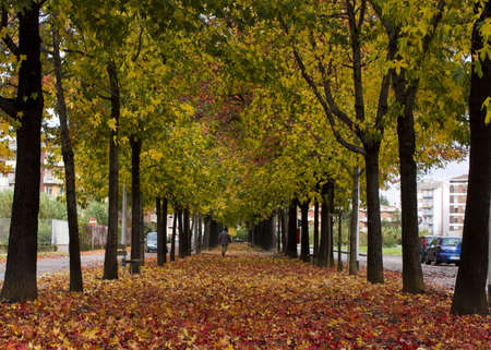 Trees avenueの写真素材