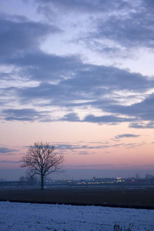 Lonely treeの写真素材