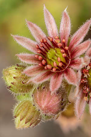 The sempervivum is a succulent plant that surely everyone has seen at least once, but it is rare to see its flowering that does not often happen, sometimes it takes years.の写真素材