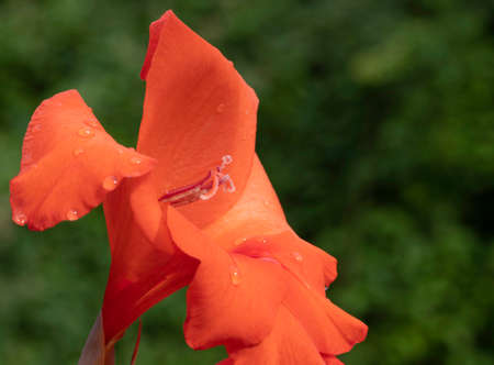 Gladiolus, one of the many varieties still wet with a few drops of morning dewの写真素材