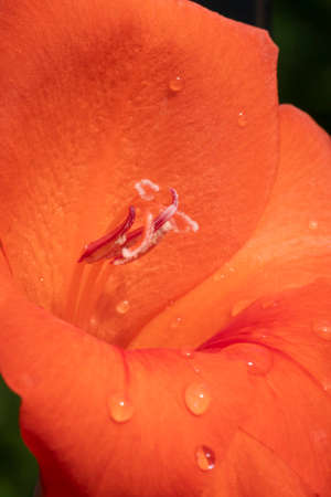 Gladiolus, one of the many varieties still wet with a few drops of morning dewの写真素材