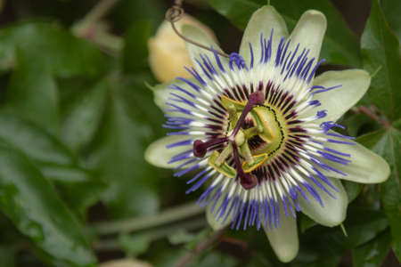 Passiflora incarnata, commonly known as maypop, purple passionflower, true passionflower, wild apricot, and wild passion vine, is a fast-growing perennial vine with climbing or trailing stems. A member of the passionflower genus Passiflora, the maypop has large, intricate flowers with prominent styles and stamens. One of the hardiest species of passionflower, it is both found as a wildflower in the southern United States and in cultivation for its fruit and striking bluish purple blooms.の写真素材