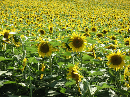 field of sunflowers in the middle of summerの写真素材