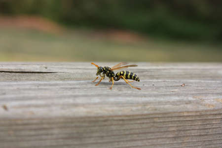 wasp starts drinking a drop of waterの写真素材