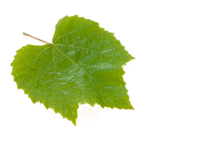 vine leaf closup on white backgroundの写真素材